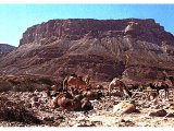 Camels resting at the foot of the fortress of Masada.